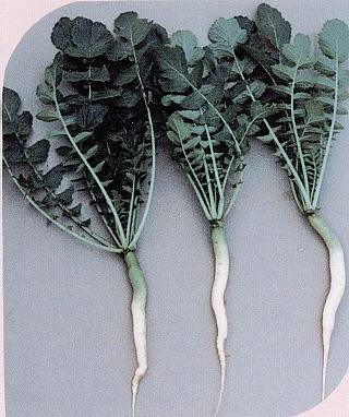 管理栄養士が解説 中身が黒い大根は食べても大丈夫？黒くなる原因と対処方法 - トクバイニュース