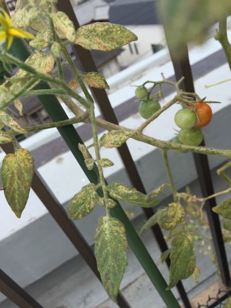 スイスチャード フダンソウ の水やり頻度や時間帯は？野菜の育て方・栽培方法