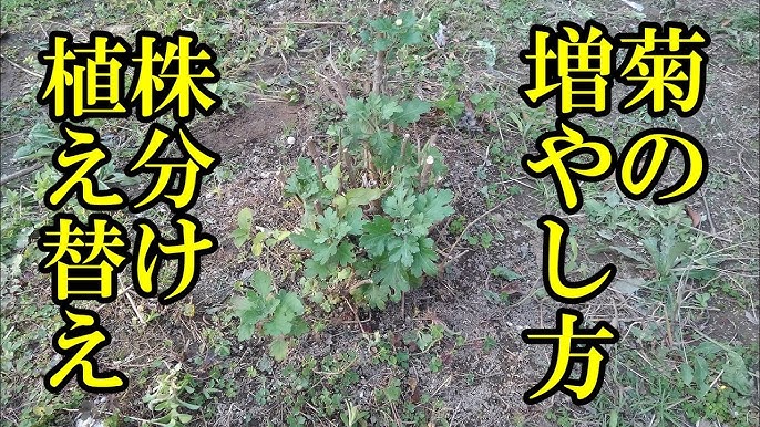 食用菊の植え替え＃プランター栽培2年目を露地に植え替え