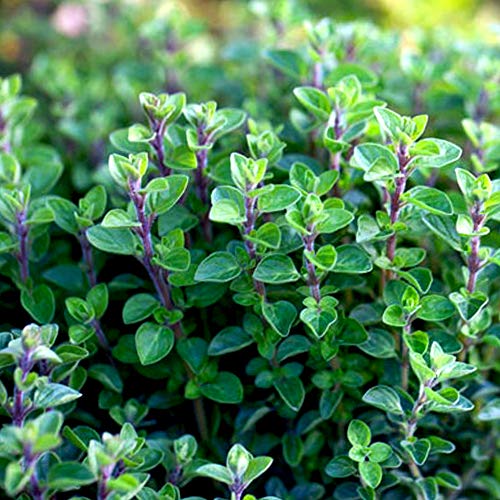 楽天市場 オレガノ ワイルドマジョラムハーブの苗 9cmポット : ハーブティー専門店 e-ティザーヌ