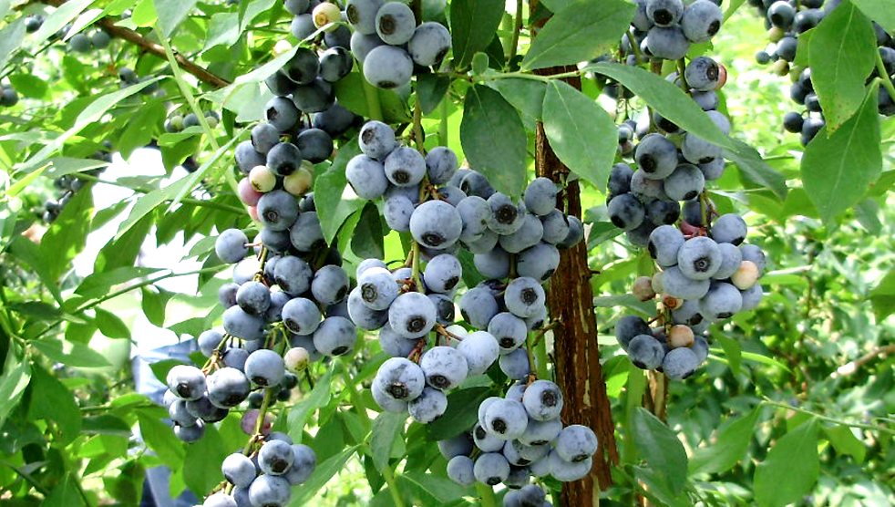 木更津産ブルーベリー : ブログ : 公明党 佐藤しゅういち ホームページ