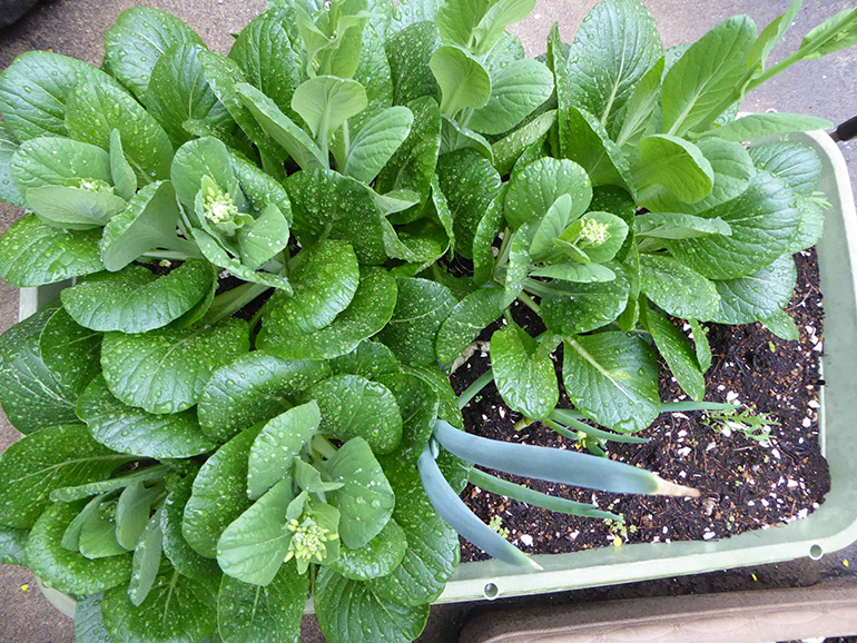 スーパーで買った「小ネギ」をリボベジしてみた！ - シェア畑生活