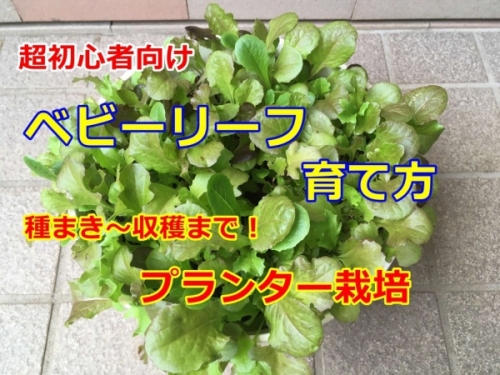 美味しいをありがとう！再生培養土によるベビーリーフのプランター栽培🍀GreenSnap グリーンスナップ