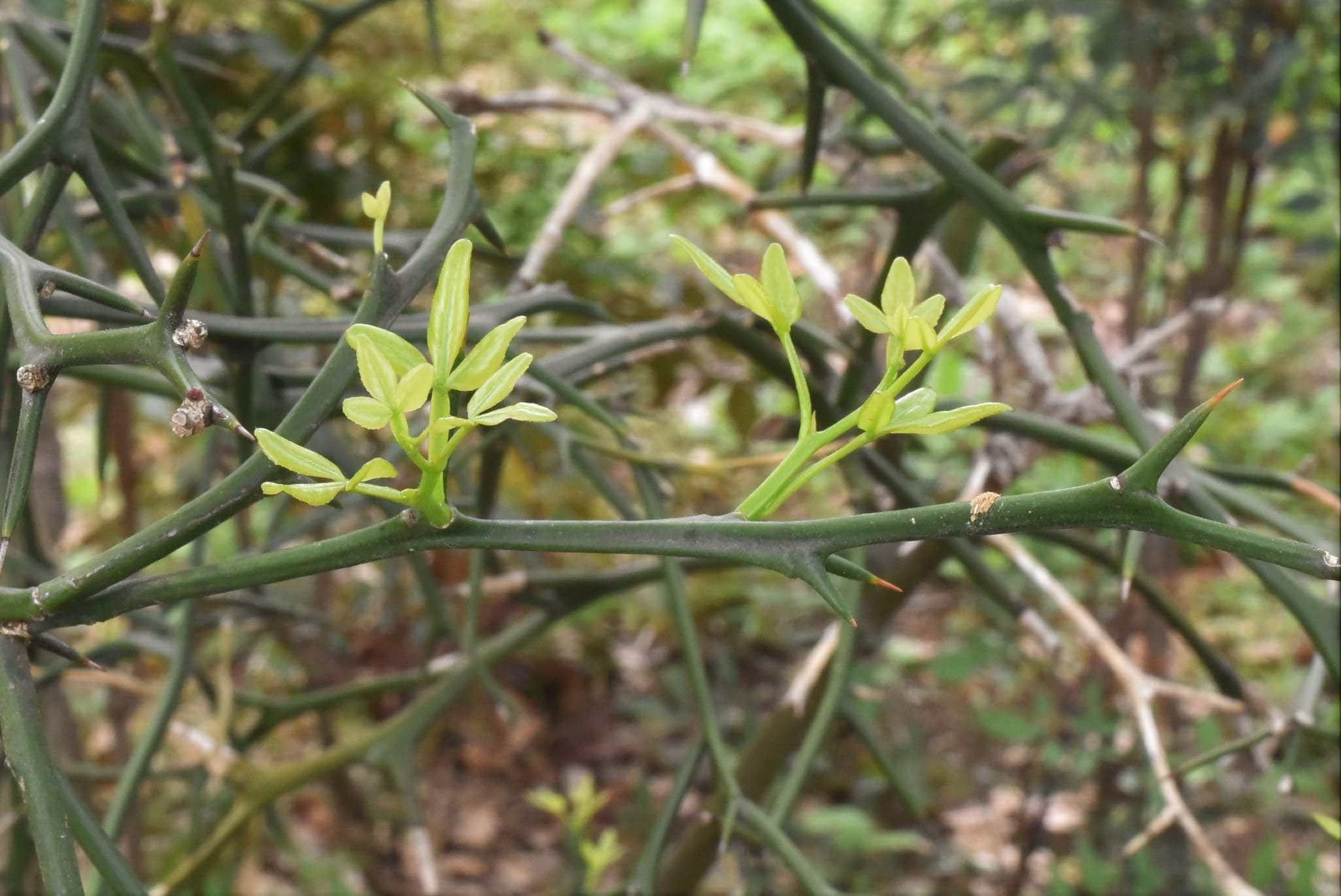 カラタチ - 庭木図鑑 植木ペディア