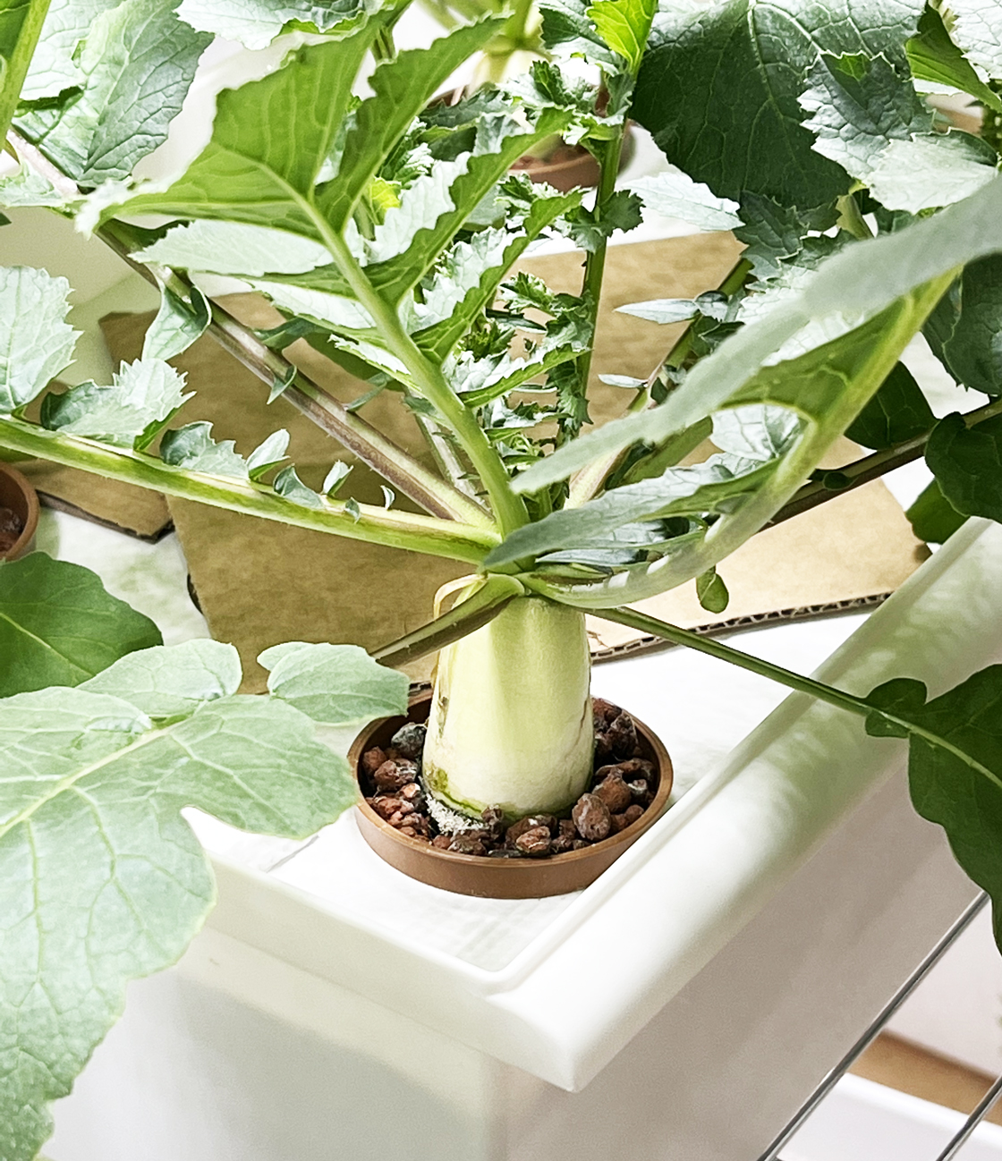 💮ミニ大根をベランダで水耕栽培そだレポ 栽培レポート byrokiaみんなの趣味の園芸