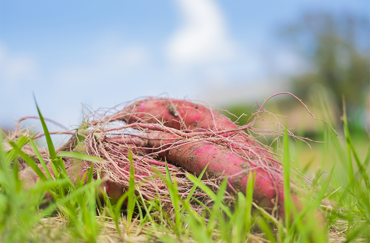 山芋の蔓葉 - 「クライネだより」