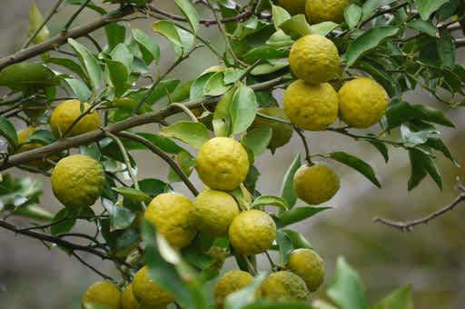 ゆず 柚子 の花言葉をご紹介します！ゆずはお花も魅力FLOWERかわいい花束を 送料無料 でお届け！毎日お得なオンラインのお花屋さん