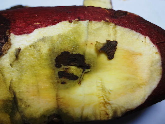 数年後にはさつまいもが食べられなくなるかも？さつまいもを苦しめる病気とは？サツマイモ基腐病や黒斑病の感染ルートや影響を調べてみた五島商店佐藤の芋屋