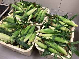 うみ組「とうもろこしの皮むき」にじいろ保育園ブログ