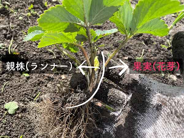 いちごの栽培④いちご苗の増やし方！ランナーから苗を作る方法 四季なりいちご家庭菜園プランター栽培84