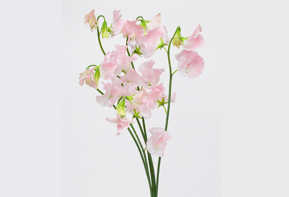 スイートピーのお手入れ✨ 花を触らぬよう、傷が付かないように、わき芽やツルを丁寧に取り除きます。曲がらないようにお手入れするのは、ベテランのスタッフさんたち😊いつも感謝です✨カクタ花農場スイートピーお手入れエリザベスマロニエピンクラム