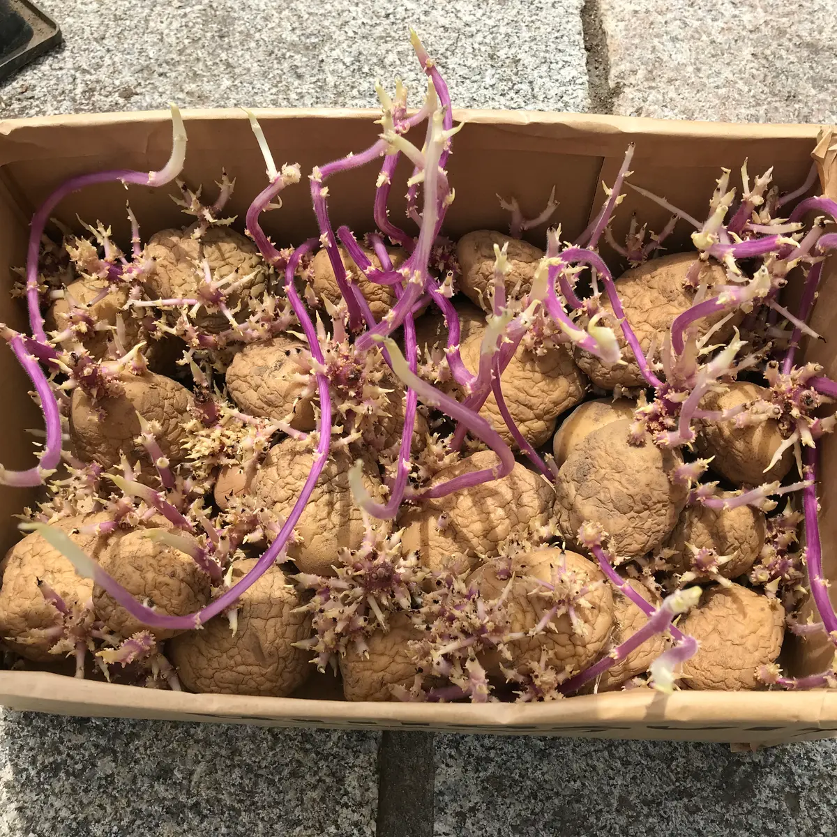 ジャガイモ 芽出し 失敗ジャガイモ栽培.com