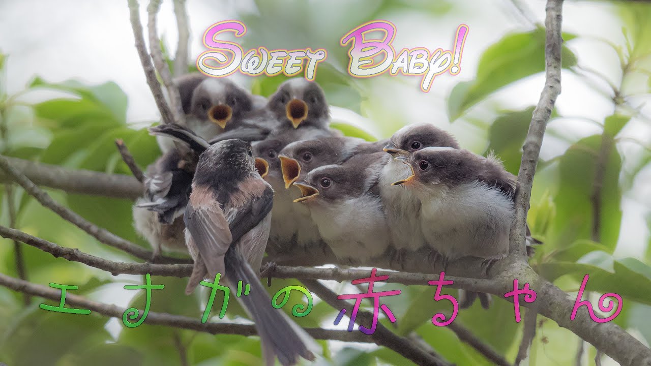 いかそうめんの和風冷製パスタDining