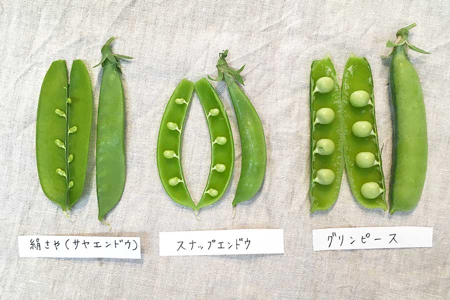 漫画で解説 グリーンピース・さやえんどう・えんどう豆の違い季節の食材のHOW TOアマノフーズ公式ブランドサイト