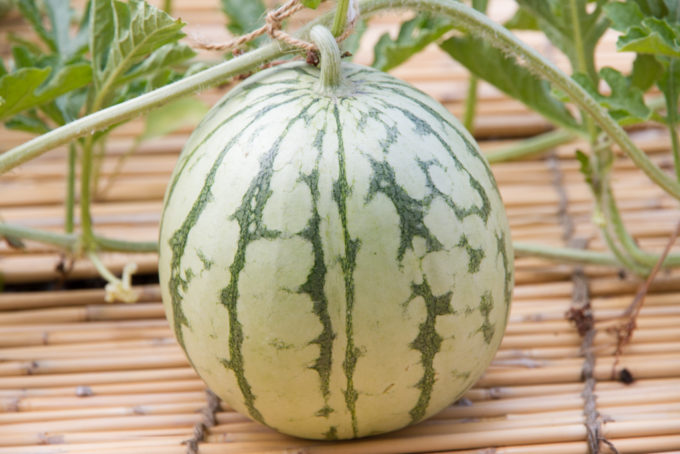 スイカ・メロン・ウリの肥料朝日アグリア株式会社