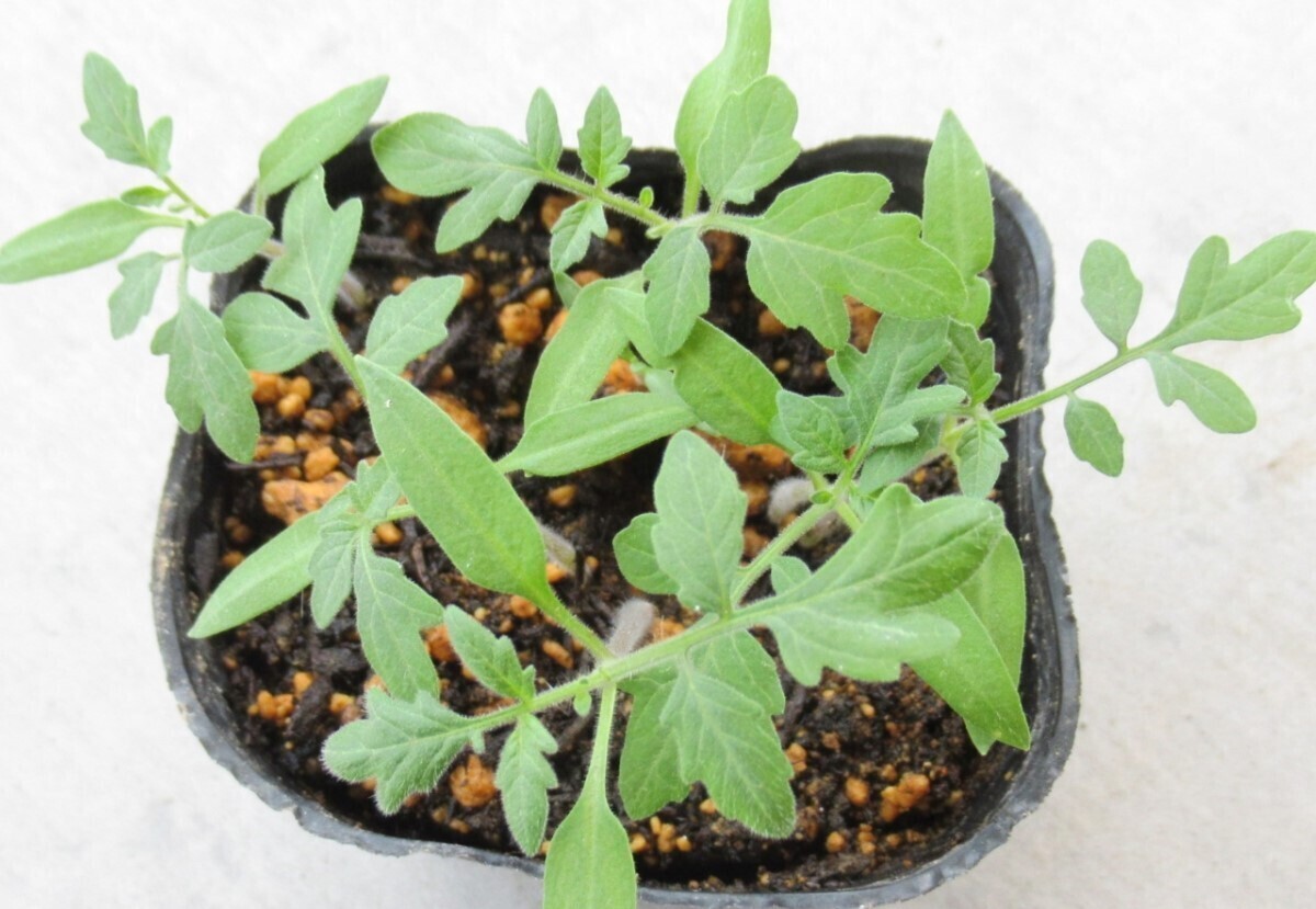 トマト 苗から の記録「ミニトマトの2本仕立てについて質問？？？」：おぎゃんさんの日記 by 菜園ナビ