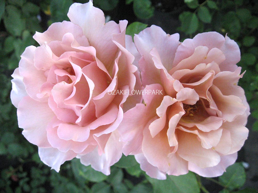 カフェ・ザ・ローズ オリジナルローズティー２個セットcafetherose STORE