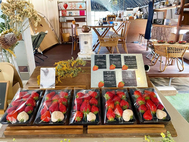 東葛 ジモトミンがおすすめするいちごが美味しい直売所まちっと柏