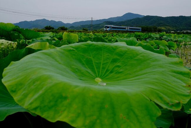 初めて蓮根の畑をみて感動！🥺 直径40センチはある大きな葉っぱが、 風で揺れる様子がダイナミック！！ そして、蓮の花の美しいこと〜🪷うっとりしちゃいました☺️天草町高浜蓮根蓮れんこん －－－－－天草amakusa天草写真部熊本kumamoto熊本写真