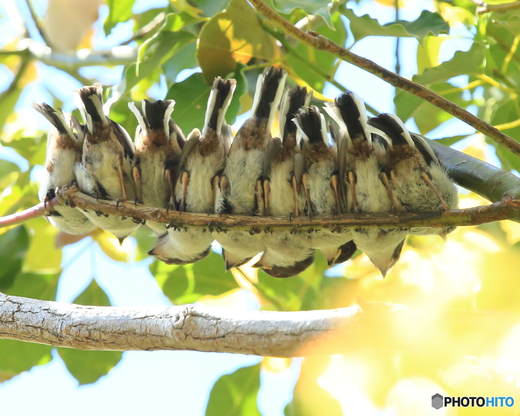 エナガ団子 エナガの可愛い赤ちゃん💓 Cute baby💓 long-tailed tit April 2021 birds feeding