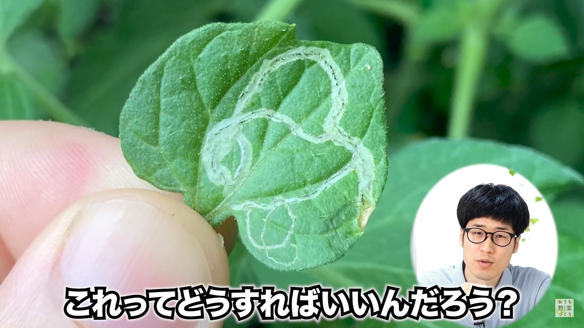 ミニトマトの葉っぱに白い線や模様が？ハモグリバエ被害の対処方法コアログ