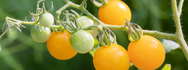 まるでトマトのような果物？魅惑の「タマリロ」まとめ野菜ソムリエ Hiro のベジフルポケット