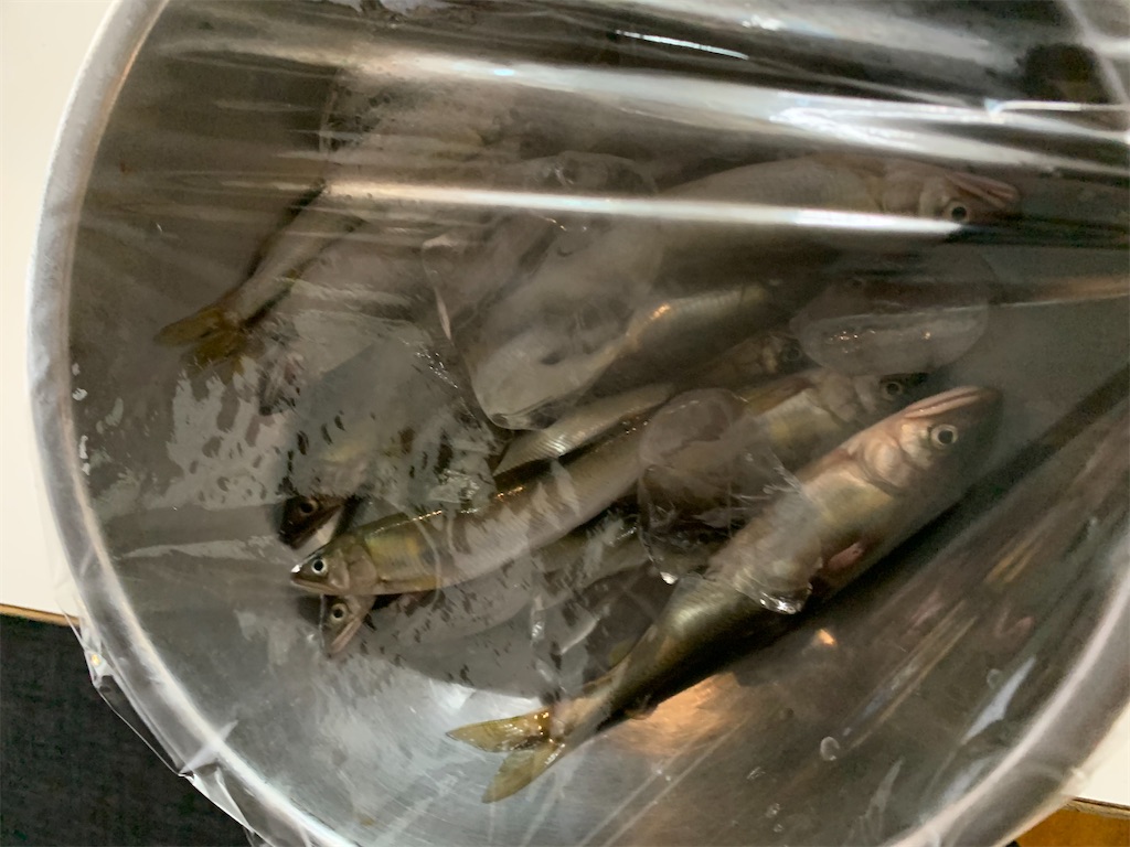 ホクエツ ドリーム 冷凍袋 L 鮎釣り 冷凍保存 L : 釣具のFTO ヤフー店 - 通販 - Yahoo!ショッピング