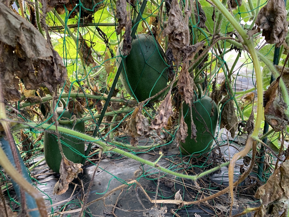 家庭菜園のプロ監修 トウガン 冬瓜 の栽培方法収穫時期やつるの伸ばし方など育て方のコツを紹介！農業・ガーデニング・園芸・家庭菜園マガジン AGRIPICK