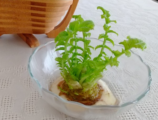 キッチンで楽しむ再生野菜 リボベジ の水耕栽培7ステップガイドWOOTANG ウータン 水だけで育てる観葉植物-水耕栽培通販サイト