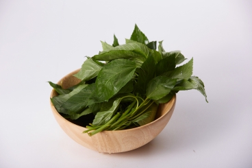 モロヘイヤ野菜のタネ株式会社トーホク