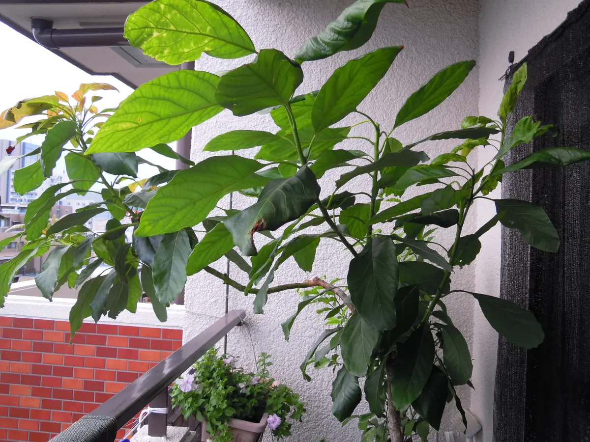 食べた後の種を育ててみよう！“アボカドの水耕栽培”