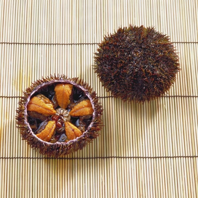 雲丹について⭐️知らないと勿体無いっ！食という本当の価値とは