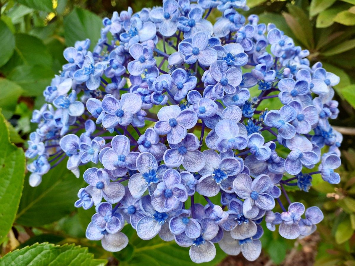 おたふく紫陽花 ポップコーン 挿し穂 3本Yahoo!フリマ 旧PayPayフリマ