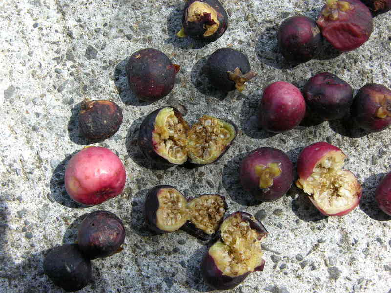 夏の島 ガジュマルの実を食べるあお鳩の写真素材74748685- PIXTA