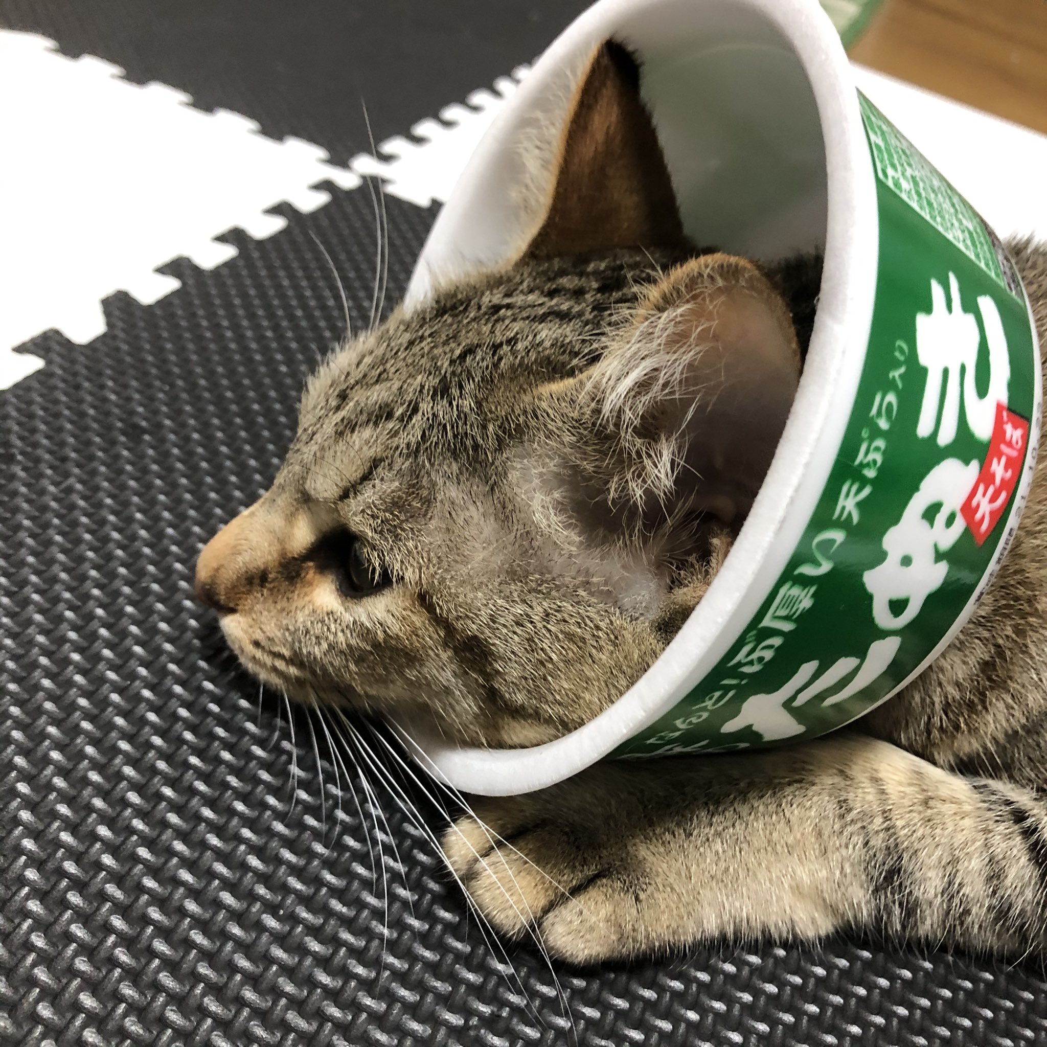 カップ麺容器で、く～ちゃん ねこ のエリザベスカラーを作ったけれど・失敗？薔薇に囲まれて - 楽天ブログ