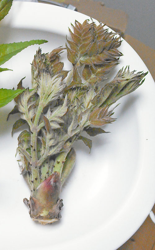 カラスザンショウはタラの芽？サンショウ？野食ハンマープライス