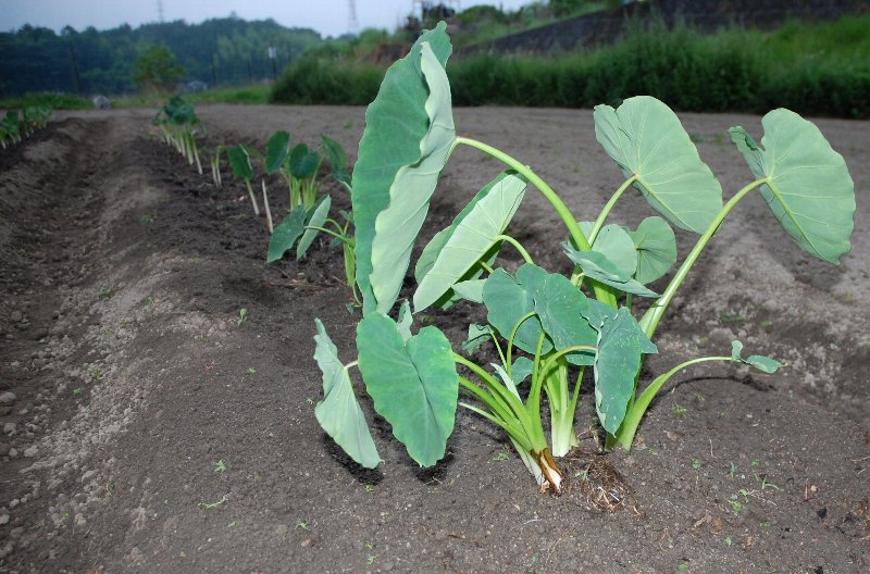 植え付けが遅れて芽が出たさといもを植え付けた 家庭菜園農ある暮らし