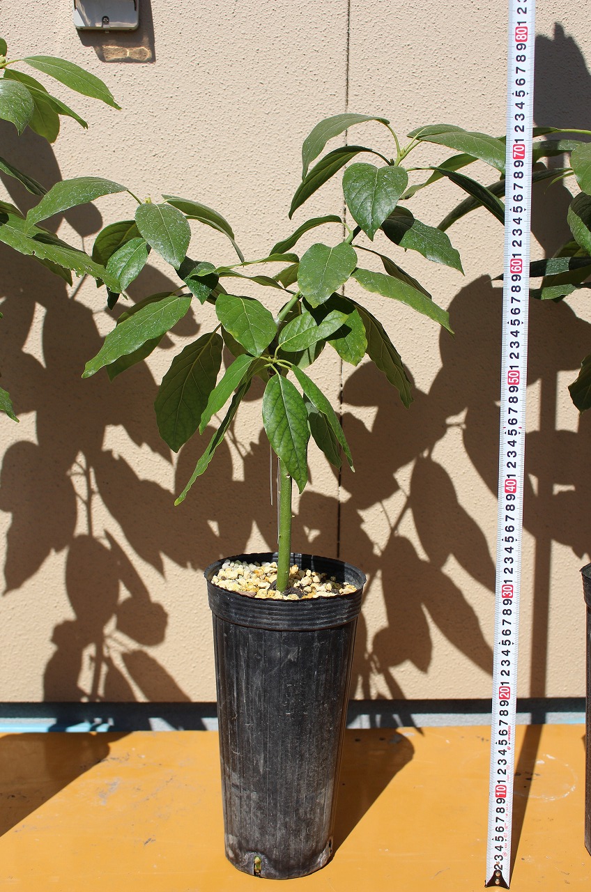 衝撃 アボカドの挿し木＆取り木成功！？ - YouTube