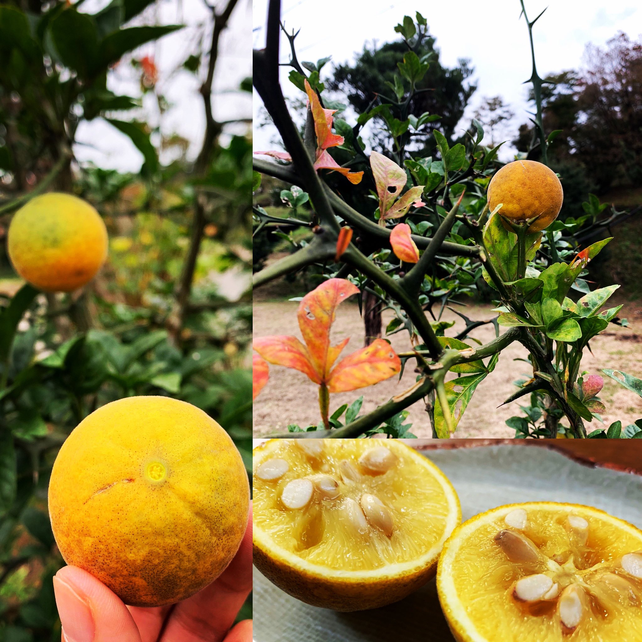 カラタチの実は果実酒に –もりおか心と身体の健康日記 心理学カウンセラー アロマセラピスト 安藤ちえこ