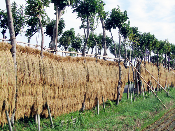 天日干しのお米は美味い！たなごこち