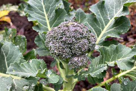 初心者向け 1月に植えるおすすめ野菜を紹介！ – エコ・ファーム鳥取