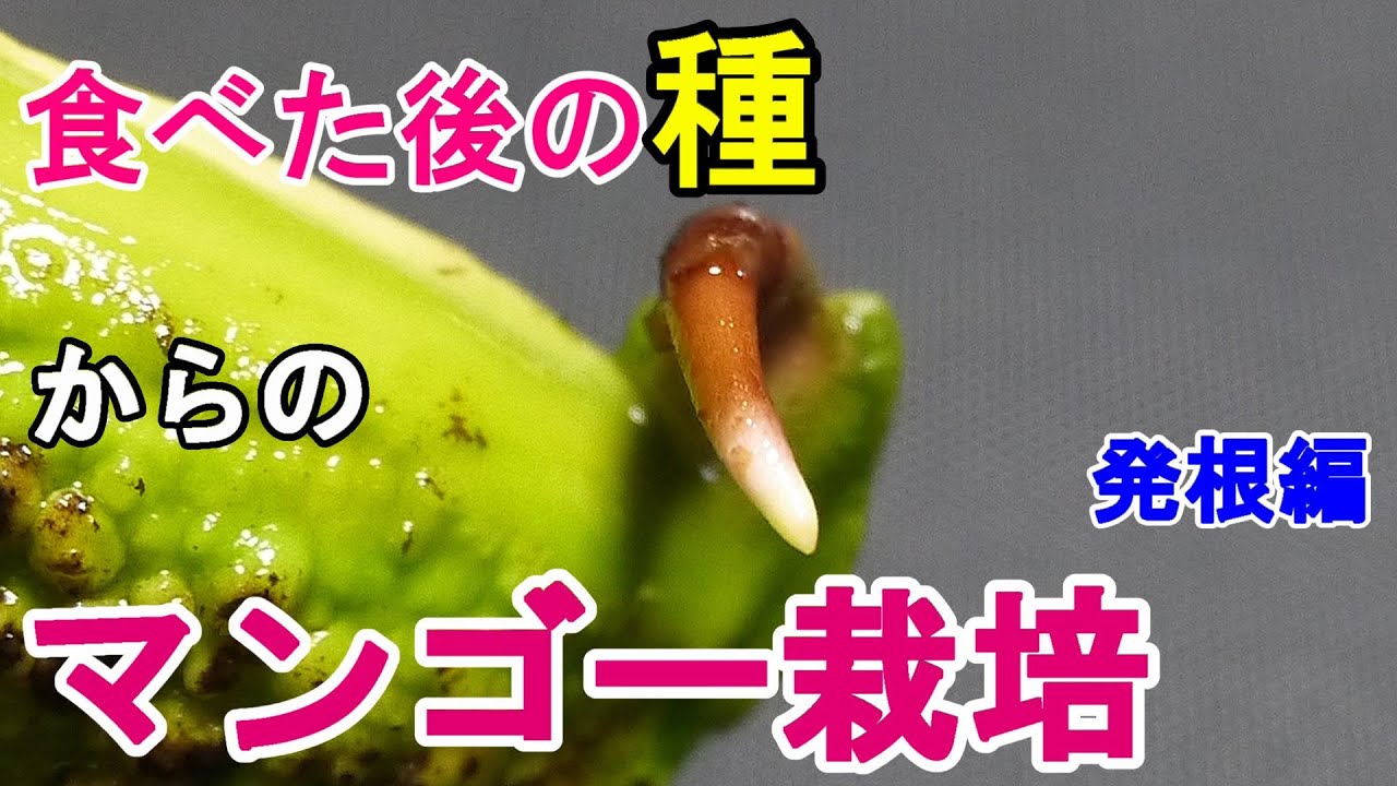 食べまき マンゴーを食べたら種を植えてみよう！栽培の方法全部教えます！ - YouTube