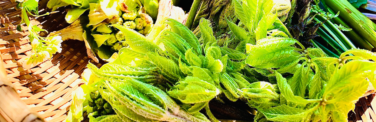 こごみの下処理や定番レシピを紹介！食べ方だけでなく保存方法まで解説！ほほえみごはん-冷凍で食を豊かに-ニチレイフーズ