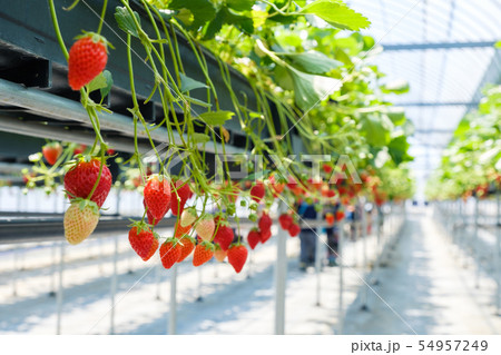 イチゴ栽培用48.6φハウス 9mｘ54m株式会社江口屋ビニールハウス、農業資材、包装資材のプロ 江口屋にお任せください