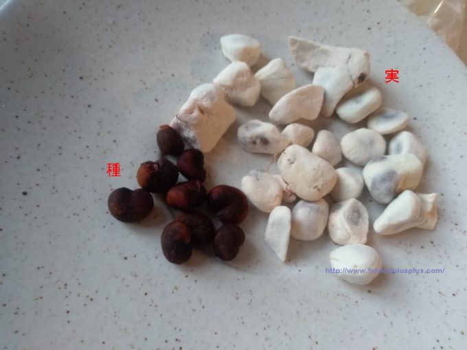 お菓子 注文 バオバブ愛 楽天市場 バオバブ スイーツ・お菓子 の通販