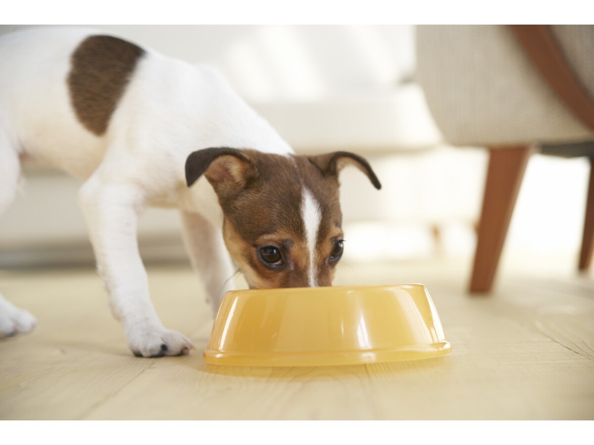 専門家監修ドッグフードの手作り簡単レシピ～健康への注意点とともにご紹介いぬのきもちWEB MAGAZINE