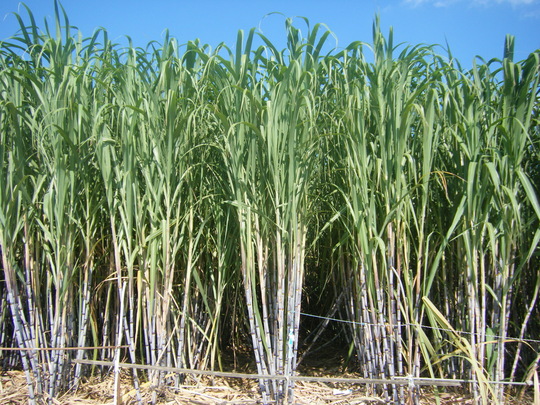 サトウキビってどうやって栽培するの？必要な条件と工程を一挙解説