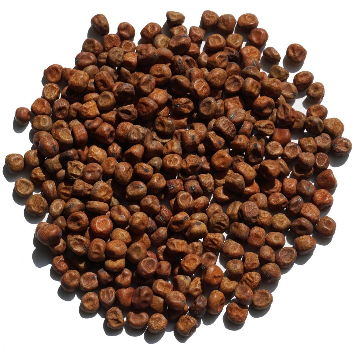 えんどう豆」と「グリーンピース」同じ植物って、知っている？食・料理オリーブオイルをひとまわし