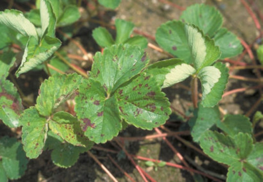 肥料焼けしたイチゴの葉っぱの写真素材87707135- PIXTA