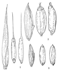 笹だんごパン！食べてみました *^^*吉原ブログ新潟 ホームページ制作・Webプロモーション会社 ZANMAI新潟ホームページ制作 ZANMAIホームページ修正・更新代行
